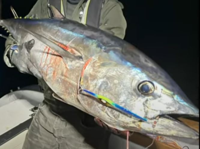 Night Jigging for Southern Bluefin Tuna
